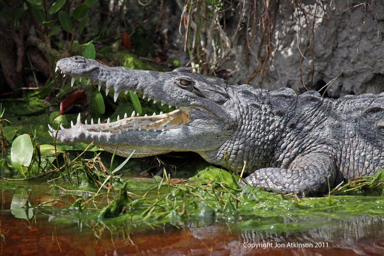 American Crocodile, Everglades N.P. American Crocodile